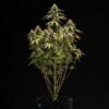 Orion F1 Hybrids | Royal Queen Seeds Cannabis Seeds Evertree 4