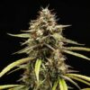 Orion F1 Hybrids | Royal Queen Seeds Cannabis Seeds Evertree 3