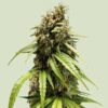 Orion F1 Hybrids | Royal Queen Seeds Cannabis Seeds Evertree 2