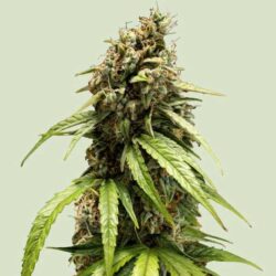 Orion F1 Hybrids | Royal Queen Seeds Cannabis Seeds Evertree