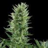 Quick One Autoflowering | Royal Queen Seeds Autoflower Seeds Evertree 5