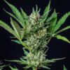 Royal Dwarf Autoflowering | Royal Queen Seeds Autoflower Seeds Evertree 5