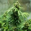Royal Dwarf Autoflowering | Royal Queen Seeds Autoflower Seeds Evertree 4