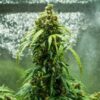 Royal Dwarf Autoflowering | Royal Queen Seeds Autoflower Seeds Evertree 3