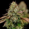 Royal Highness CBD Feminized | Royal Queen Seeds Cannabis Seeds Evertree 6