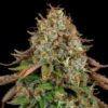 Royal Highness CBD Feminized | Royal Queen Seeds Cannabis Seeds Evertree 4