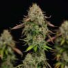 Royal Highness CBD Feminized | Royal Queen Seeds Cannabis Seeds Evertree 3
