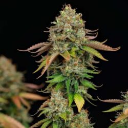 Royal Highness CBD Feminized | Royal Queen Seeds Cannabis Seeds Evertree
