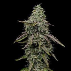 Special Kush 1 Feminized | Royal Queen Seeds Cannabis Seeds Evertree