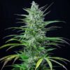 Special Kush 1 Feminized | Royal Queen Seeds Cannabis Seeds Evertree 3