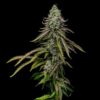 Special Kush 1 Feminized | Royal Queen Seeds Cannabis Seeds Evertree 5