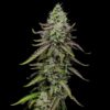 Special Kush 1 Feminized | Royal Queen Seeds Cannabis Seeds Evertree 4