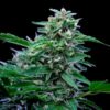 Stress Killer CBD Autoflowering | Royal Queen Seeds Cannabis Seeds Evertree 4