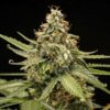 Titan F1 Hybrids | Royal Queen Seeds Cannabis Seeds Evertree 4