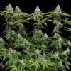 White Widow Feminized | Royal Queen Seeds Cannabis Seeds Evertree 6