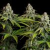 White Widow Feminized | Royal Queen Seeds Cannabis Seeds Evertree 5