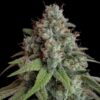 White Widow Feminized | Royal Queen Seeds Cannabis Seeds Evertree 3