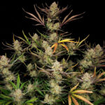 Apple Strudel Auto cannabis seeds plant with dense frosty buds and colourful leaves