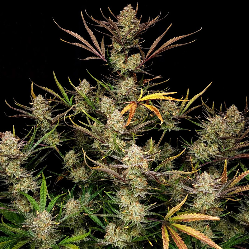 Apple Strudel Auto cannabis seeds plant with dense frosty buds and colourful leaves