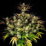 Apple Strudel Auto cannabis seeds full plant showing multiple resin-covered colas