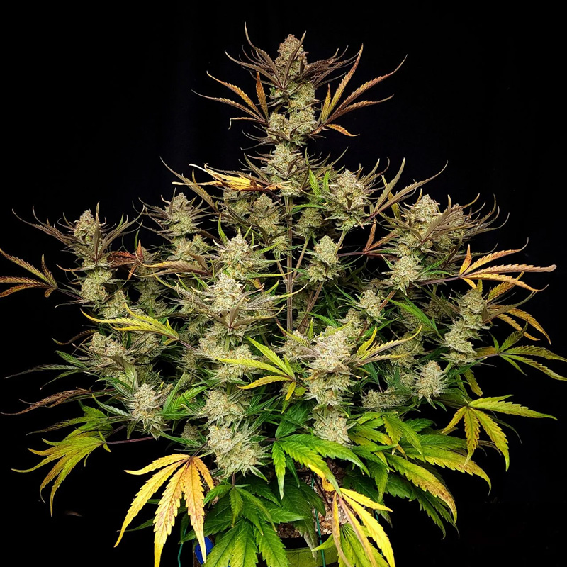 Apple Strudel Auto cannabis seeds full plant showing multiple resin-covered colas