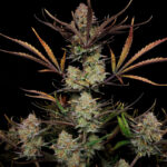 Apple Strudel Auto cannabis seeds top cola with thick trichomes and dark foliage