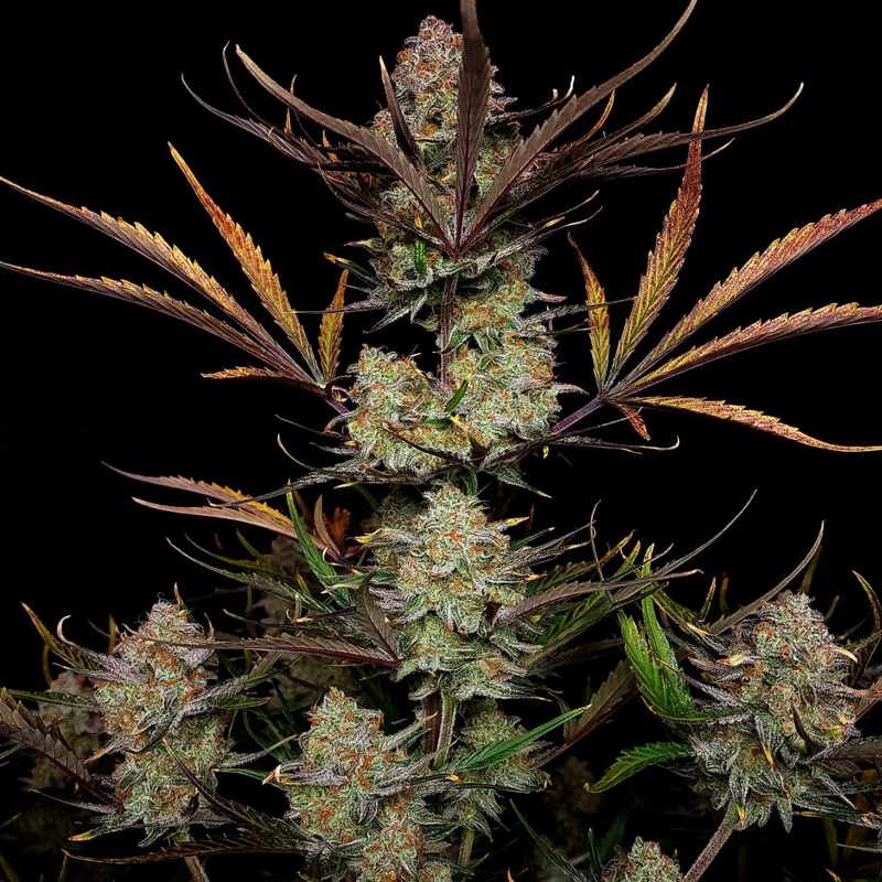 Apple Strudel Auto cannabis seeds top cola with thick trichomes and dark foliage