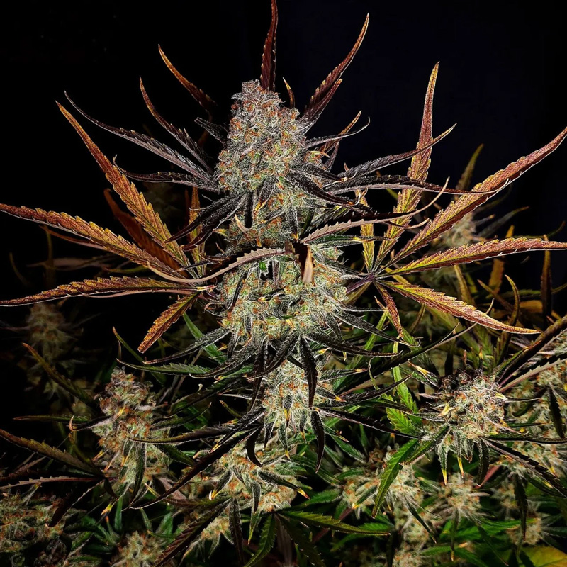 Apple Strudel Auto cannabis seeds resinous bud cluster with colourful autumn leaves