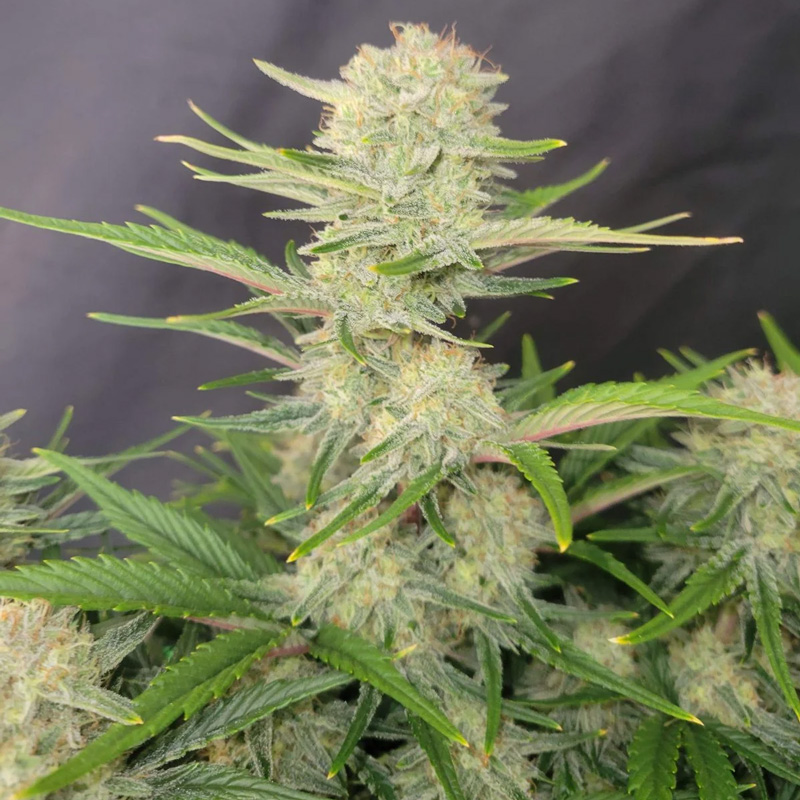 Apricot Auto feminized seeds close-up of resinous cola with dense trichomes