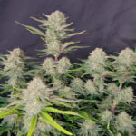 Apricot Auto feminized seeds flowering plant displaying thick bud clusters