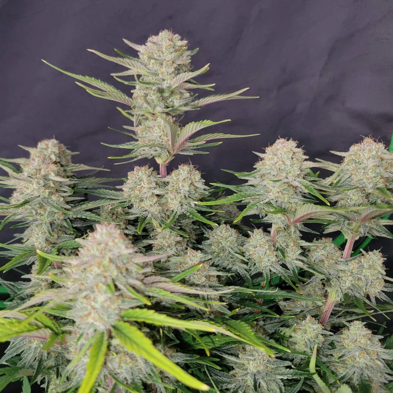 Apricot Auto feminized seeds flowering plant displaying thick bud clusters