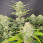 Apricot Auto feminized seeds indoor canopy with multiple frosty bud sites