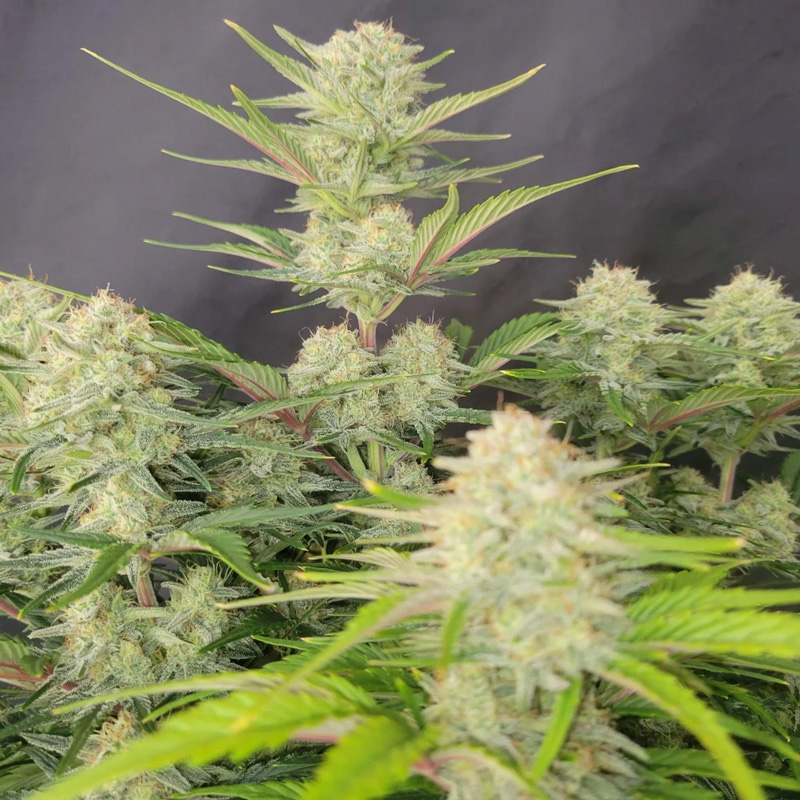 Apricot Auto feminized seeds indoor canopy with multiple frosty bud sites