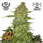 Papaya Cookies Auto Feminized Seeds by FastBuds