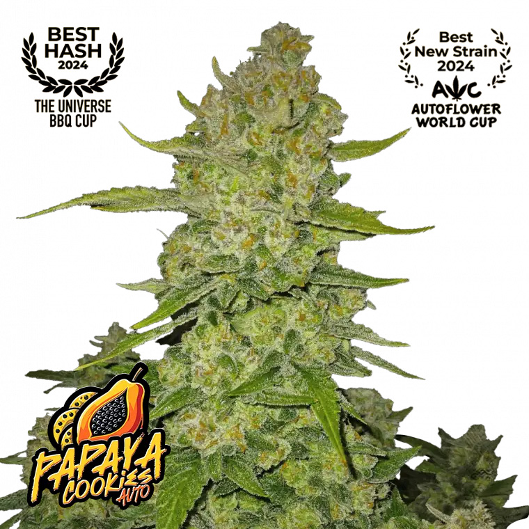 Papaya Cookies Auto Feminized Seeds by FastBuds