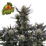 Guava Auto RF3 Feminized Seeds by FastBuds