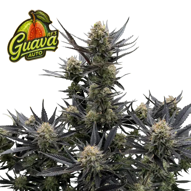 Guava Auto RF3 Feminized Seeds by FastBuds