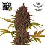 LSD-25 Auto Feminized Seeds by FastBuds