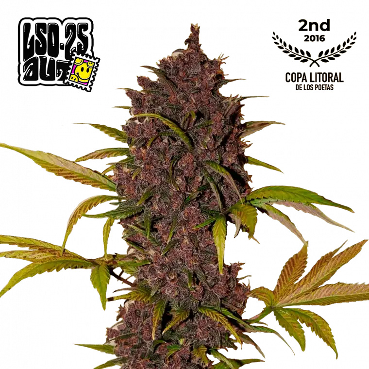 LSD-25 Auto Feminized Seeds by FastBuds