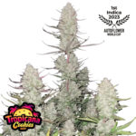 Tropicana Cookies Auto Feminized Seeds by FastBuds