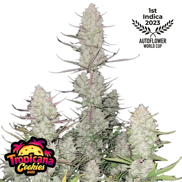 Tropicana Cookies Auto Feminized Seeds by FastBuds
