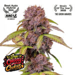 Lemon Cherry Cookies Auto Feminized Seeds by FastBuds