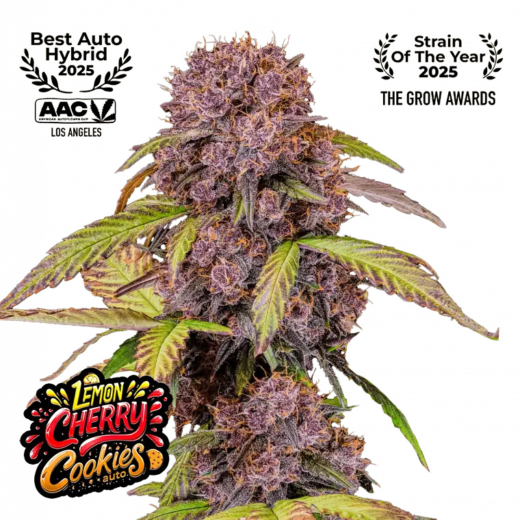 Lemon Cherry Cookies Auto Feminized Seeds by FastBuds