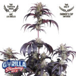 Strawberry Gorilla Auto RF3 Feminized Seeds by FastBuds