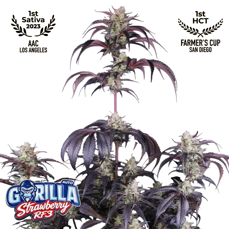 Strawberry Gorilla Auto RF3 Feminized Seeds by FastBuds