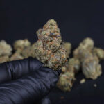 Guava Auto RF3 feminized seeds dense resin bud with orange pistils and frosty coating