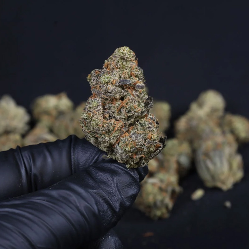 Guava Auto RF3 feminized seeds dense resin bud with orange pistils and frosty coating