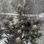 Guava Auto RF3 feminized seeds structure with multiple dense flowering sites