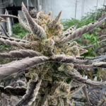 Guava Auto RF3 feminized seeds flowering cola with thick trichome coverage