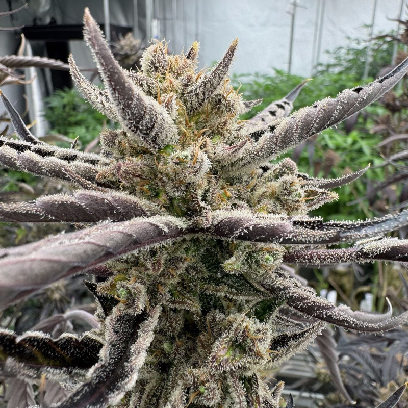 Guava Auto RF3 feminized seeds flowering cola with thick trichome coverage